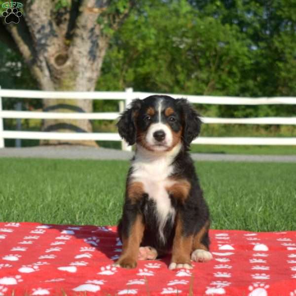 Summer, Mini Bernedoodle Puppy