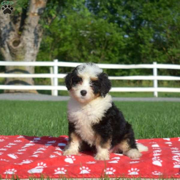 Sundae, Mini Bernedoodle Puppy