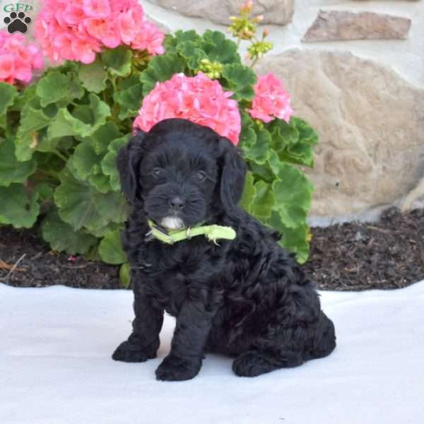 Sunflower, Cavapoo Puppy