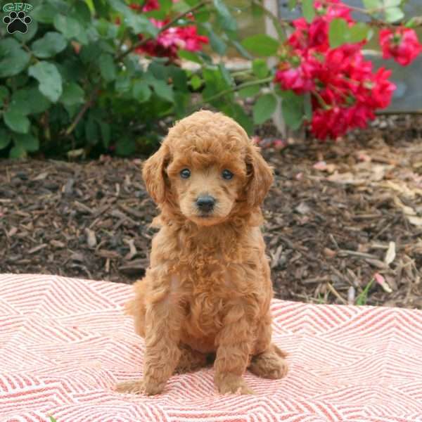 Sunny, Miniature Poodle Puppy