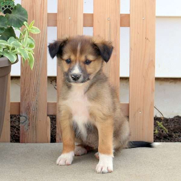 Sunshine, Border Collie Mix Puppy