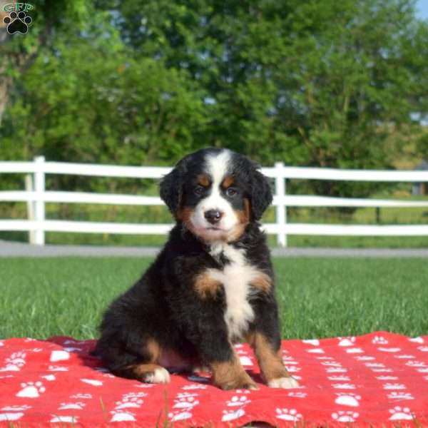 Surf, Mini Bernedoodle Puppy