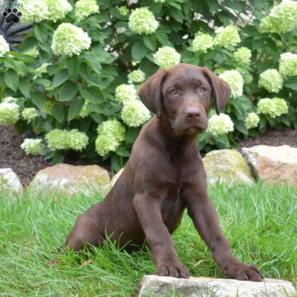 Surge, Chocolate Labrador Retriever Puppy