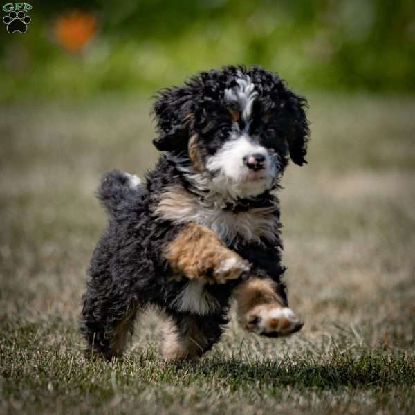 Sylvan, Mini Bernedoodle Puppy