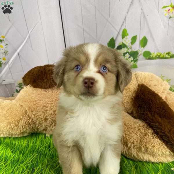 Skye, Miniature Australian Shepherd Puppy