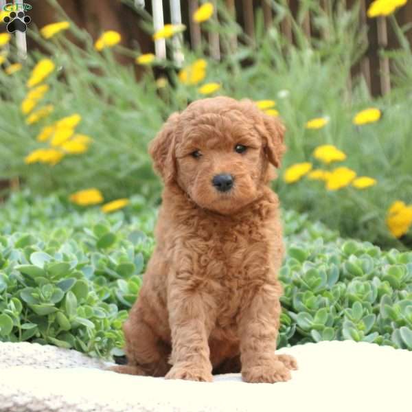 Taffy, Mini Goldendoodle Puppy