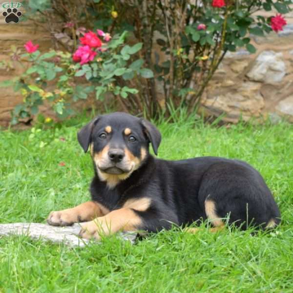 Tanker, English Shepherd Mix Puppy