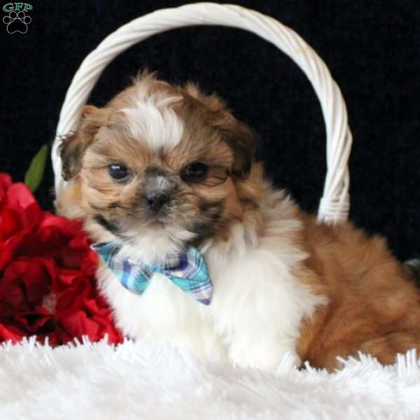 Tanner, Shih Tzu Puppy