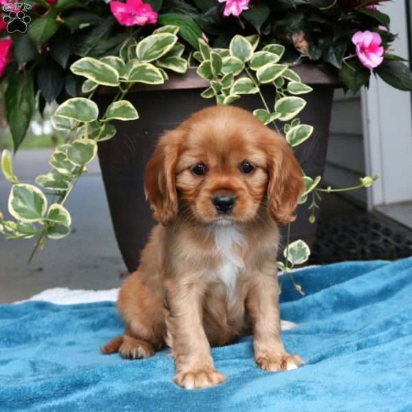 Tanya, Cavalier King Charles Spaniel Puppy