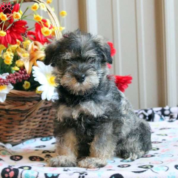 Tara, Miniature Schnauzer Puppy