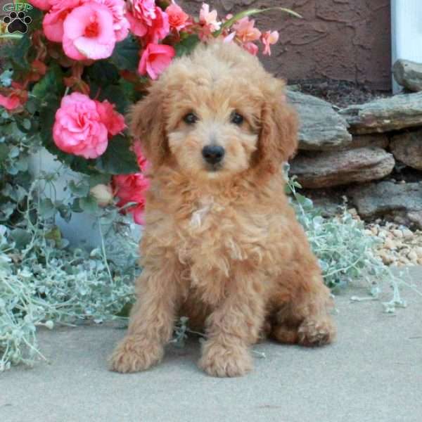 Tasha, Mini Goldendoodle Puppy