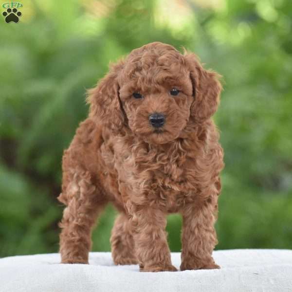 Tawny, Miniature Poodle Puppy