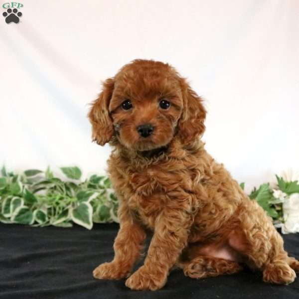 Teagan, Cavapoo Puppy