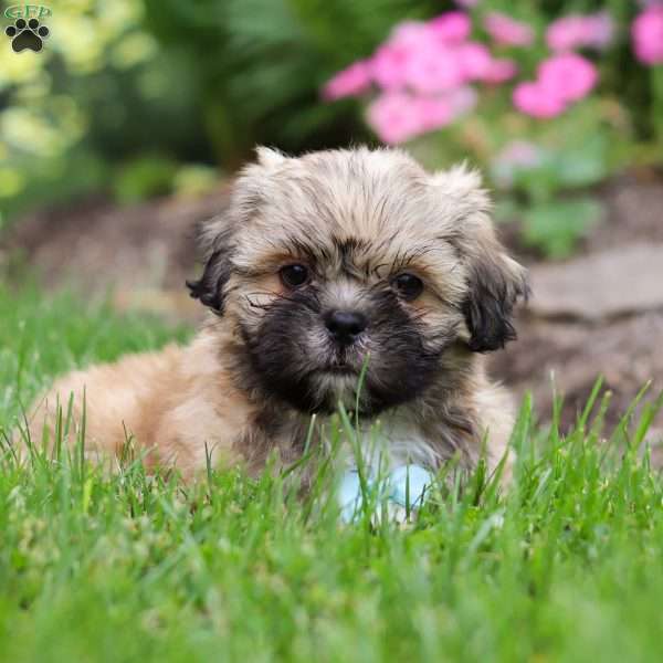 Teddy, Lhasa Apso Puppy