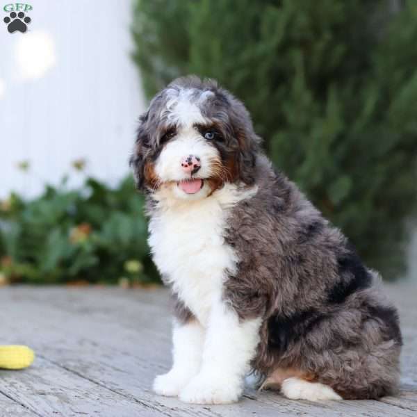 Teddy, Mini Bernedoodle Puppy