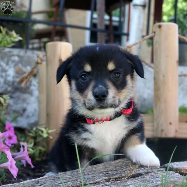 Teddy Bear, Pembroke Welsh Corgi Puppy