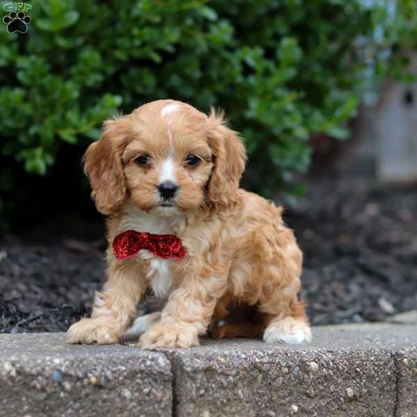 Teddy, Cavapoo Puppy