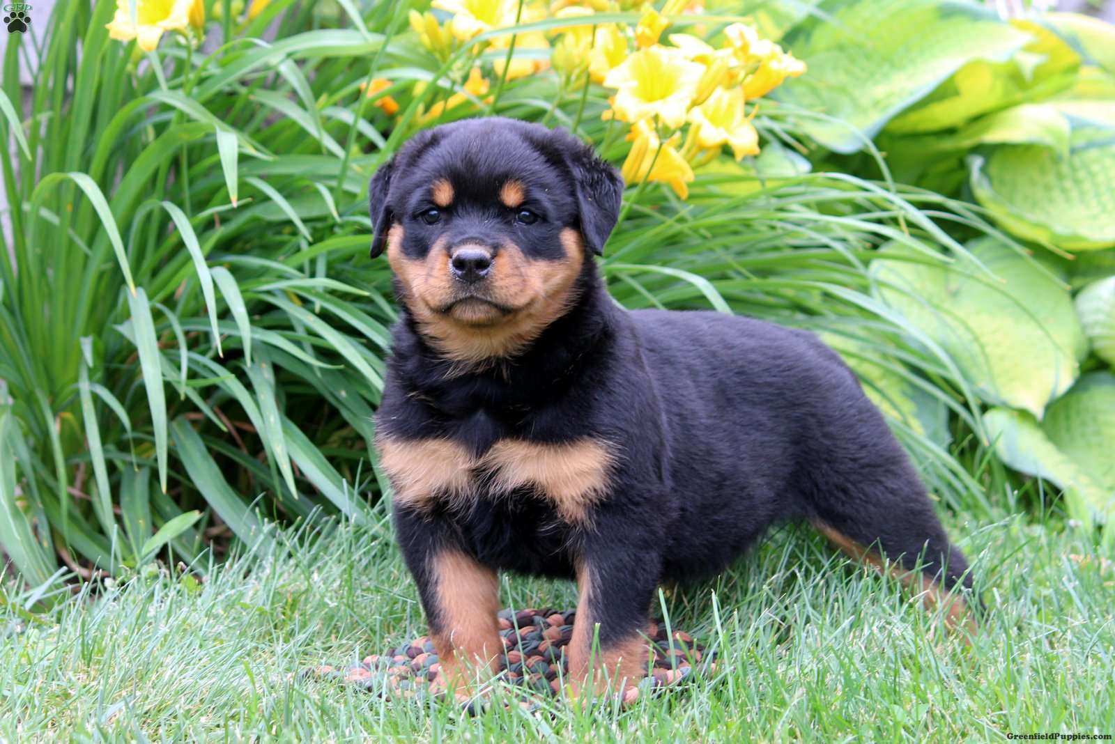 Tessa - Rottweiler Puppy For Sale in Pennsylvania