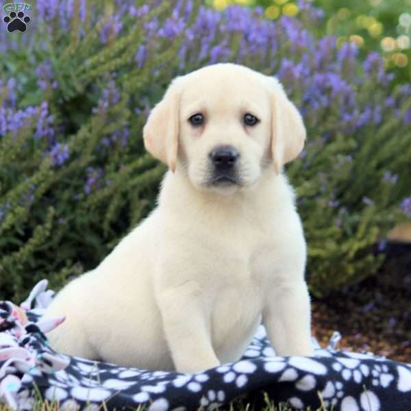 Tessa, Yellow Labrador Retriever Puppy