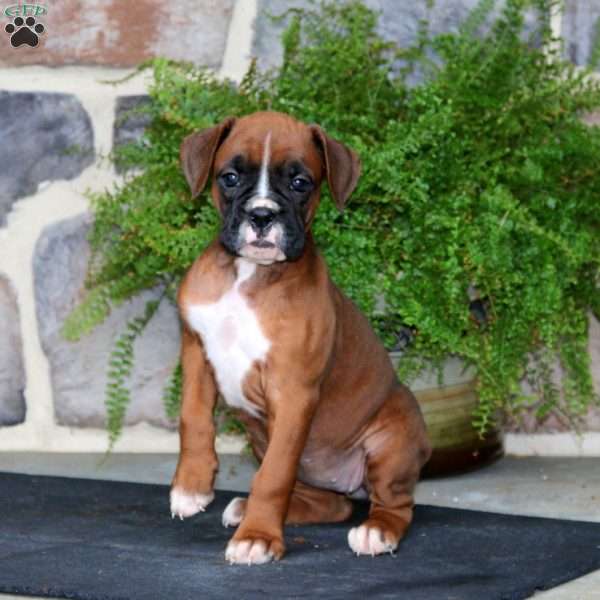 Tessa, Boxer Puppy