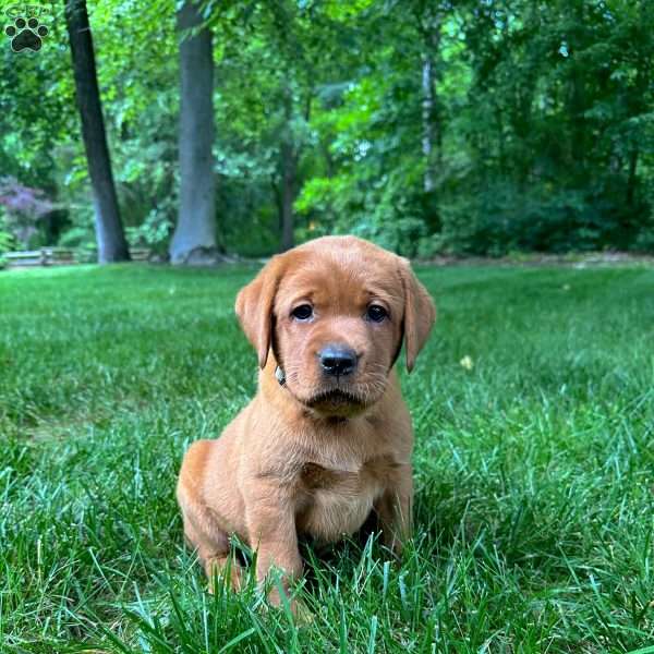 Lily, Fox Red Labrador Retriever Puppy