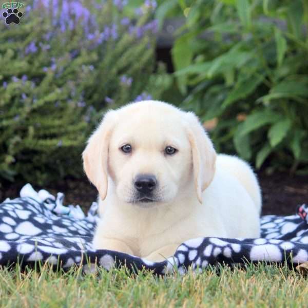 Thomas, Yellow Labrador Retriever Puppy