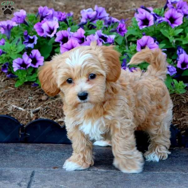 Tia, Maltipoo Puppy