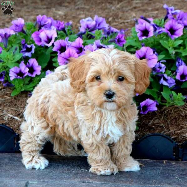 Tilly, Maltipoo Puppy