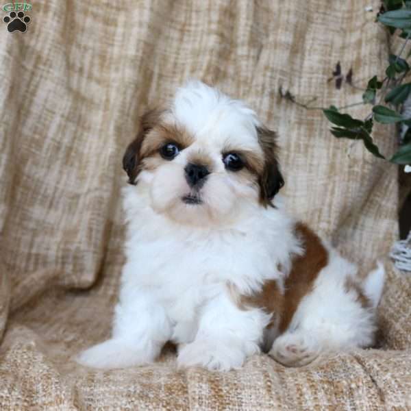 Tilly, Shih Tzu Puppy