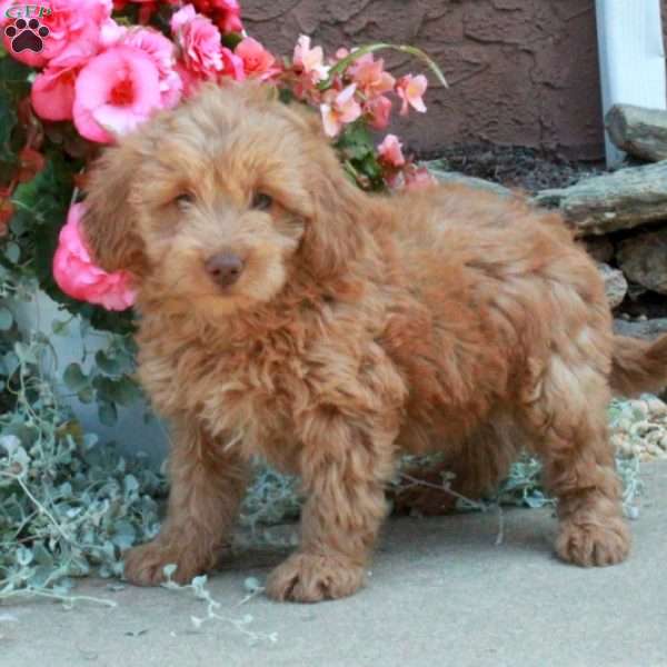 Timmy, Mini Goldendoodle Puppy