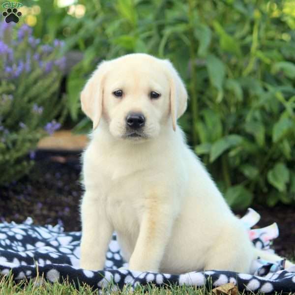 Timmy, Yellow Labrador Retriever Puppy