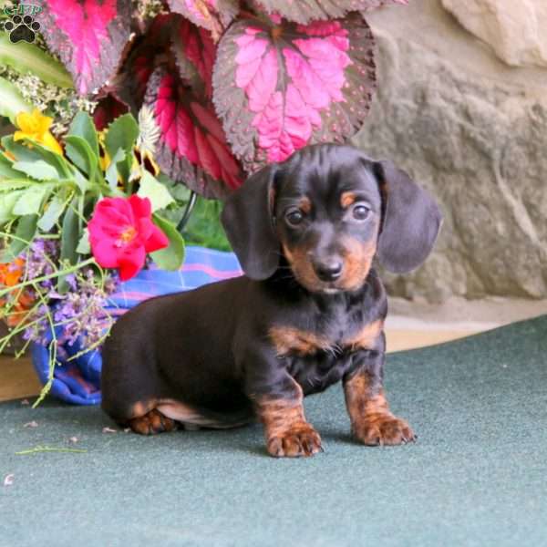 Timmy, Dachshund Puppy