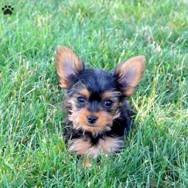 Tina-Teacup, Yorkie Puppy