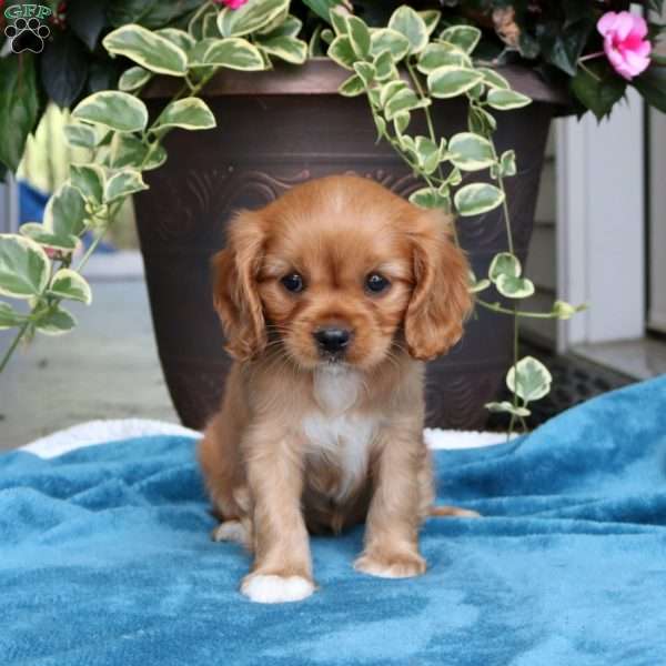 Tina, Cavalier King Charles Spaniel Puppy