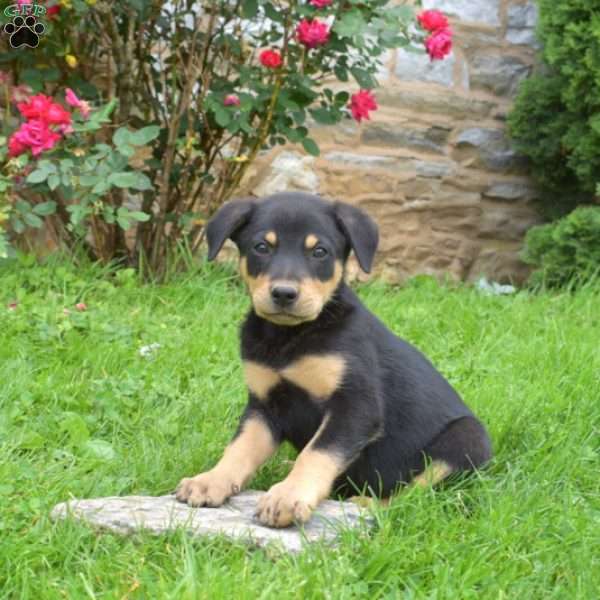 Tinker, English Shepherd Mix Puppy