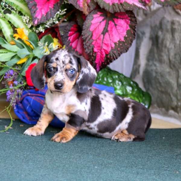 Tinker, Dachshund Puppy