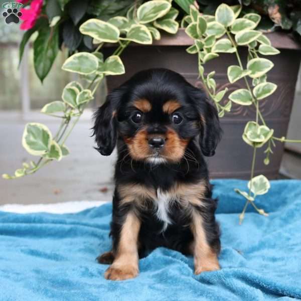 Tirza, Cavalier King Charles Spaniel Puppy