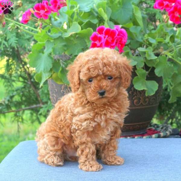 Tito, Miniature Poodle Puppy