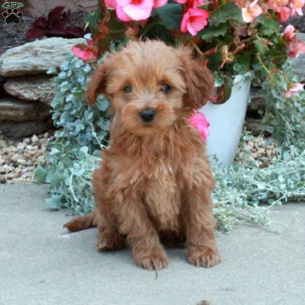 Toby, Mini Goldendoodle Puppy