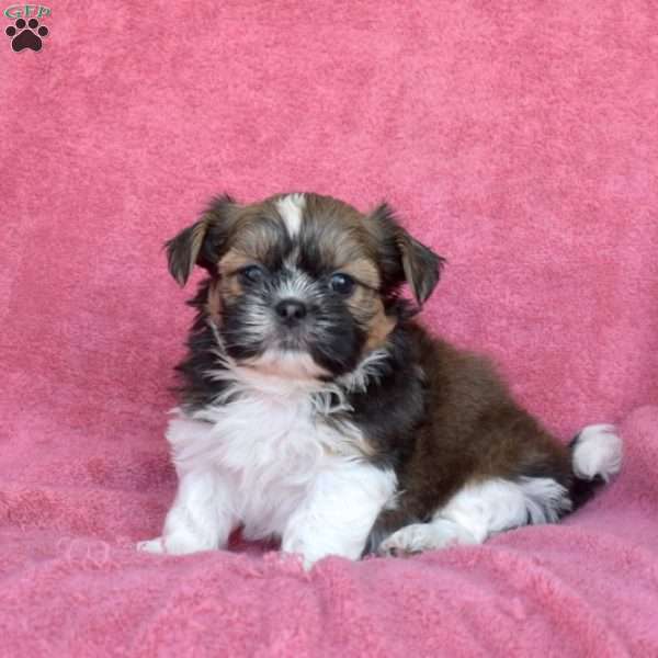 Toby, Shih Tzu Puppy