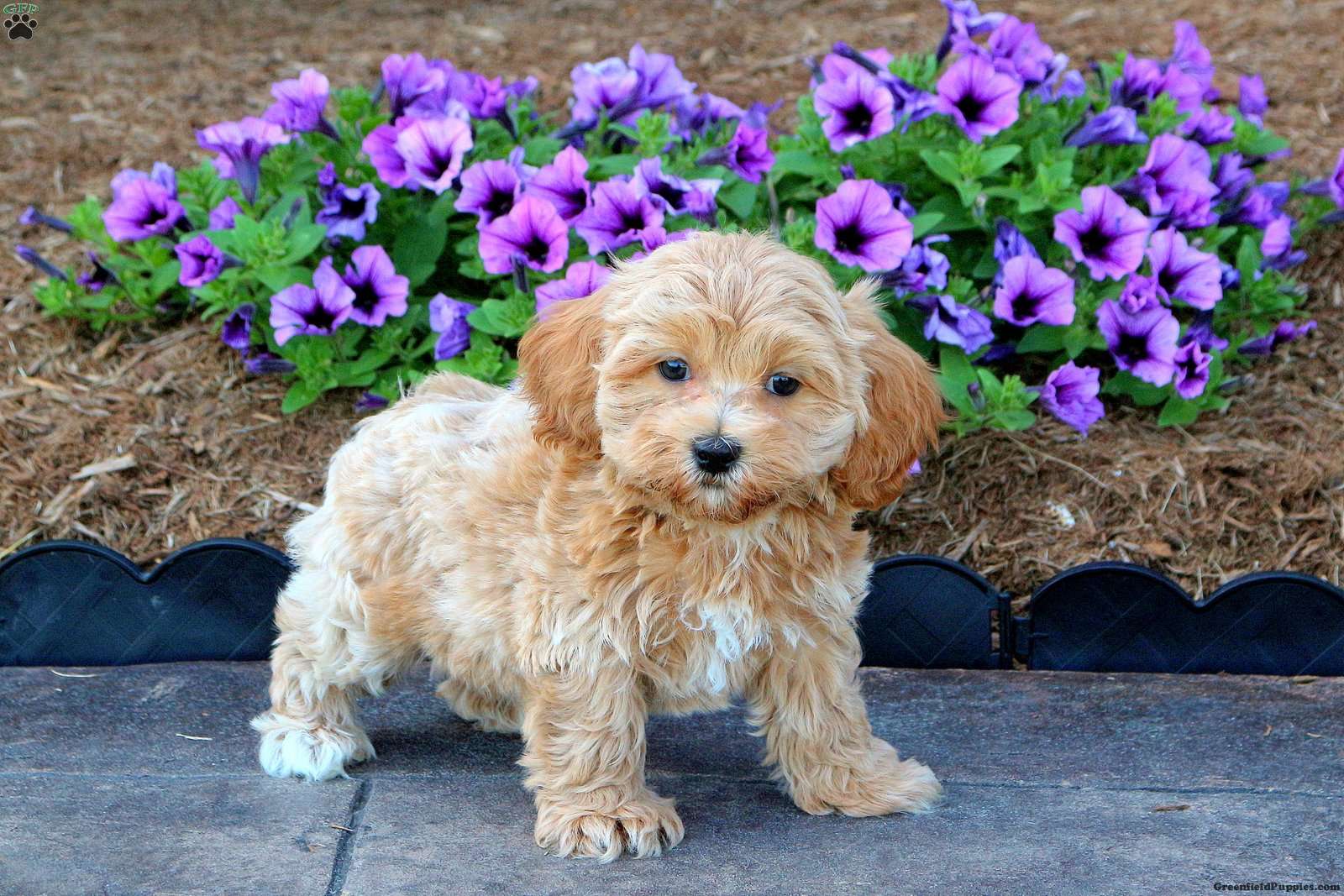 Toby - Maltipoo Puppy For Sale in Pennsylvania