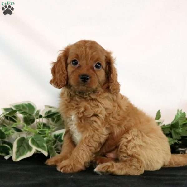 Toby, Cavapoo Puppy