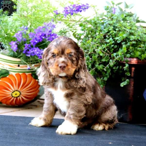 Toby, Cocker Spaniel Puppy