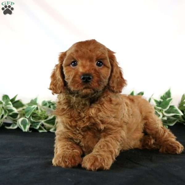 Tommy, Cavapoo Puppy