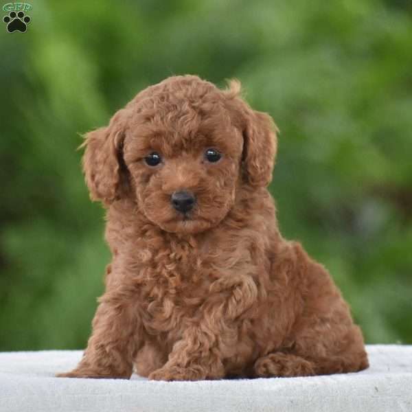 Tony, Miniature Poodle Puppy