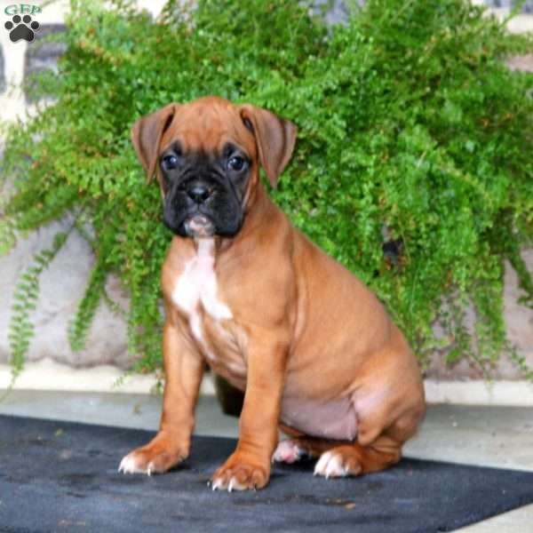 Tonya, Boxer Puppy