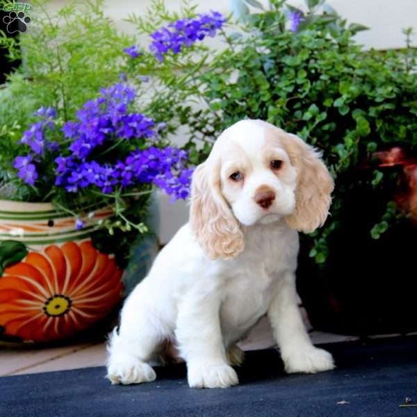 Tootsie, Cocker Spaniel Puppy