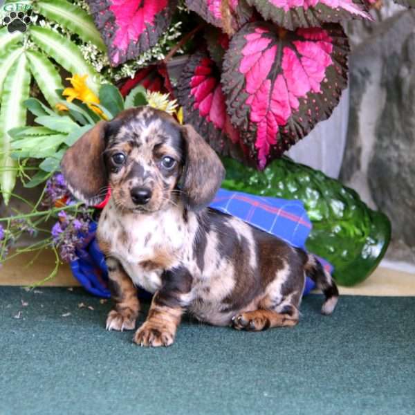 Tootsie, Dachshund Puppy