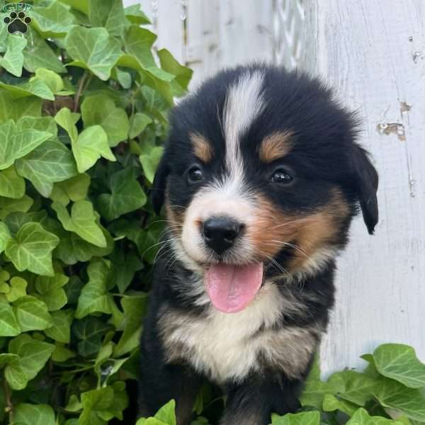 Tracker, Bernese Mountain Dog Puppy