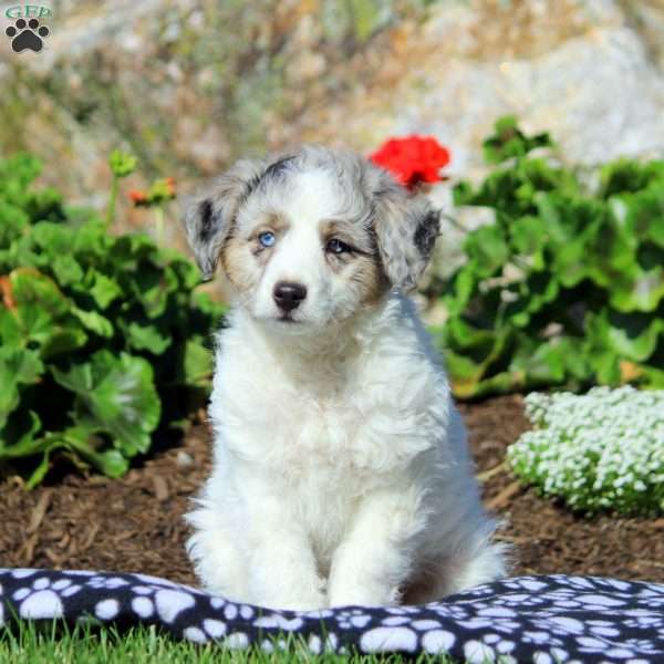 Travis, Mini Aussiedoodle Puppy